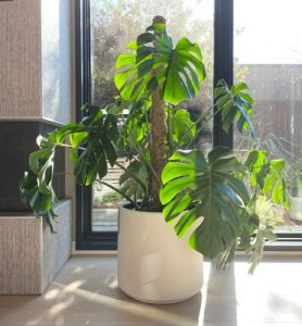 house plant on window sill